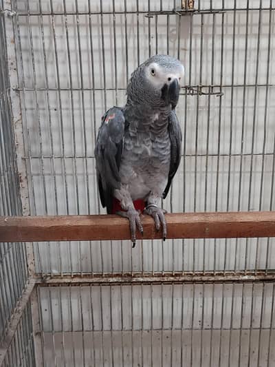 African Grey Parrot Female