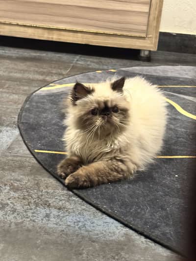 Peke face Persian Himalayan kittens pair