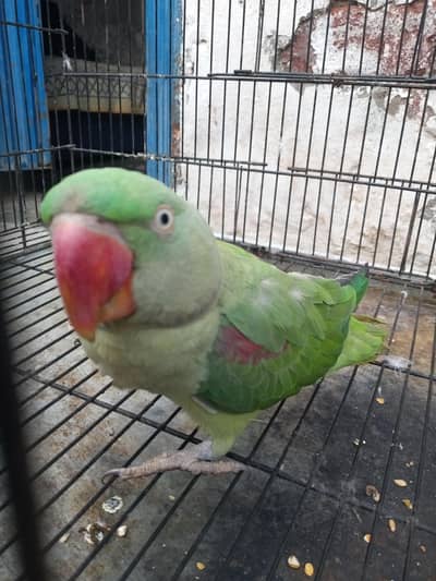 Pakistani parrot Kashmiri raw