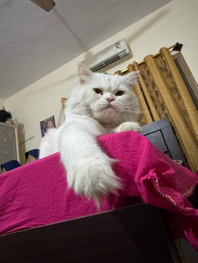 For sale: pure Persian cat