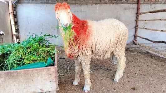 Gulabi Mundra chatra Bakra For Sale