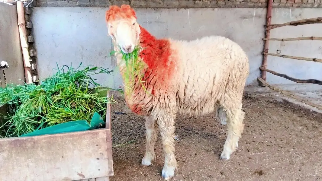 Gulabi Mundra chatra Bakra For Sale