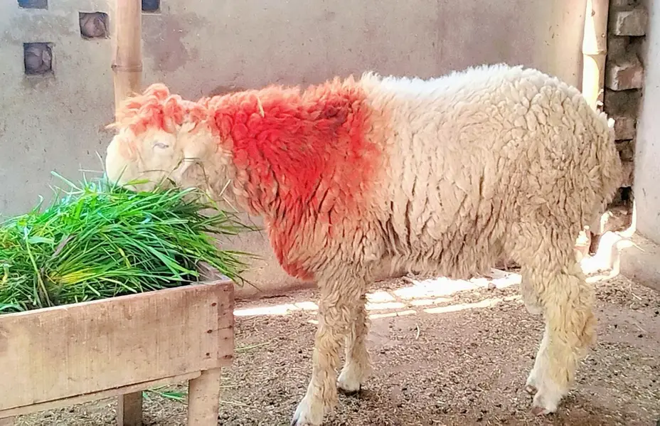 Gulabi Mundra chatra Bakra For Sale — photo 3