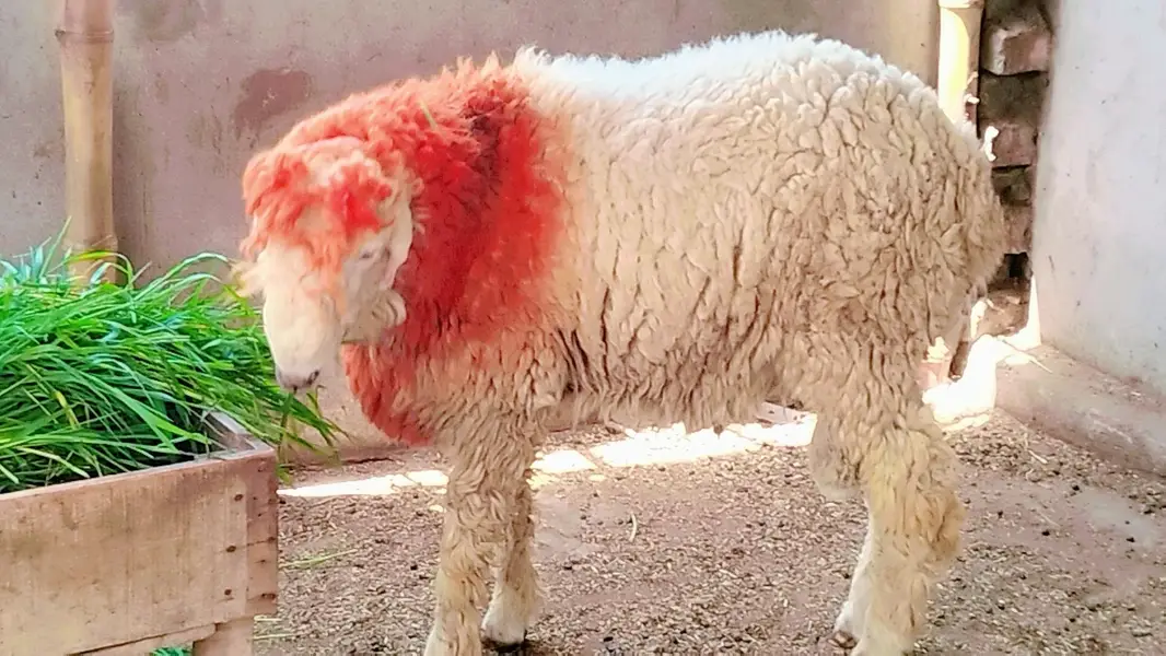 Gulabi Mundra chatra Bakra For Sale — photo 4