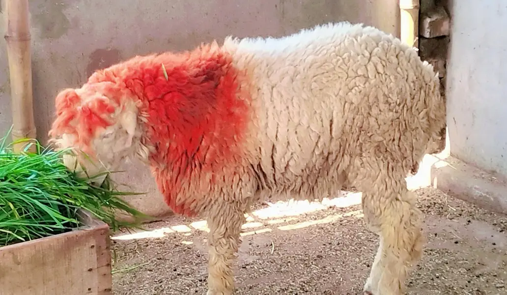 Gulabi Mundra chatra Bakra For Sale — photo 5