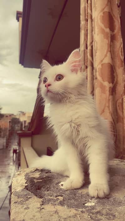 Persian Cat Tripple Coated