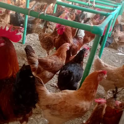 golden misri for sell