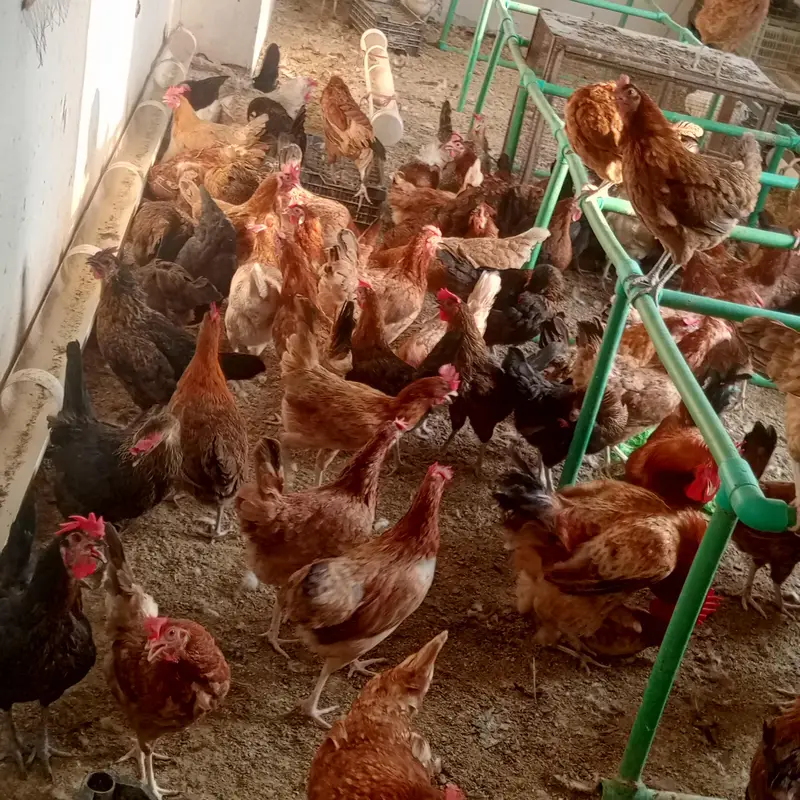 golden misri for sell — photo 2