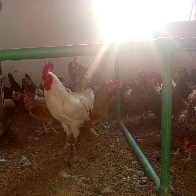 golden misri for sell — photo 4