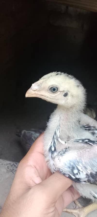 Aseel chiks /pure aseel chiks/Aseel(03094365431)