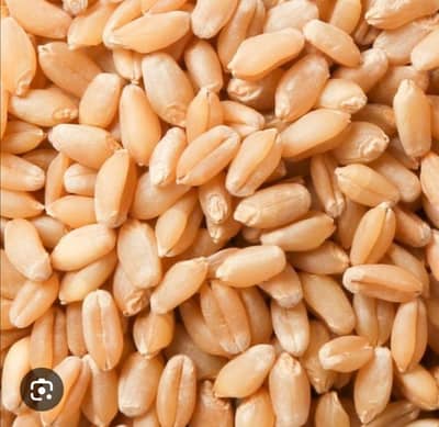 Wheat for sale