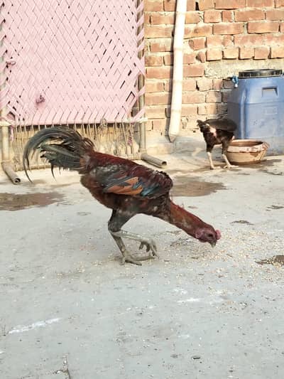dragon Thai chiks black skin