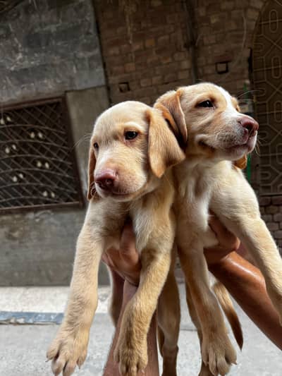 British Labrador pair