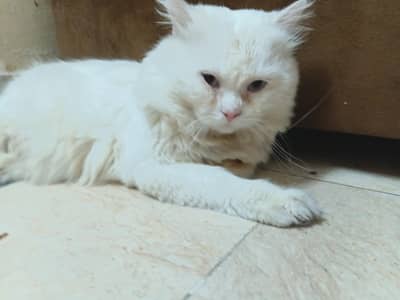 persian cat for sale