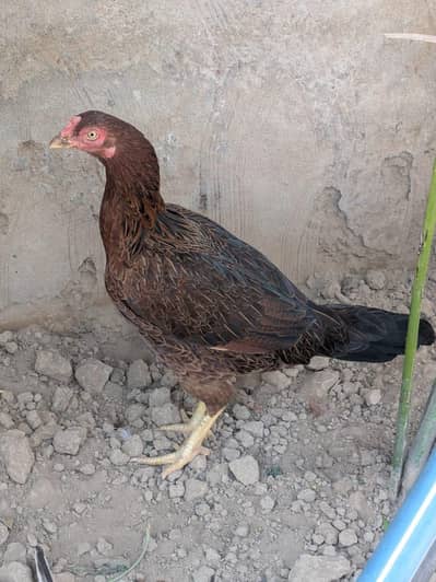 Dasi murgi and crass bantam