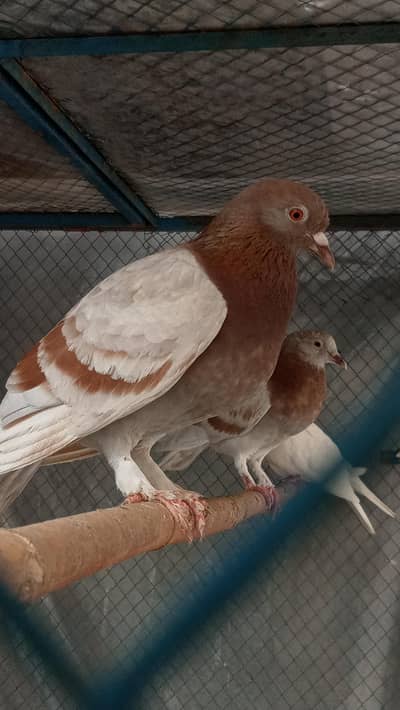 Qasid Pigeon-Dove-Lakkay For Sale