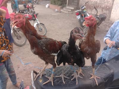 2 Male 1 female  Pakoy + Burmi