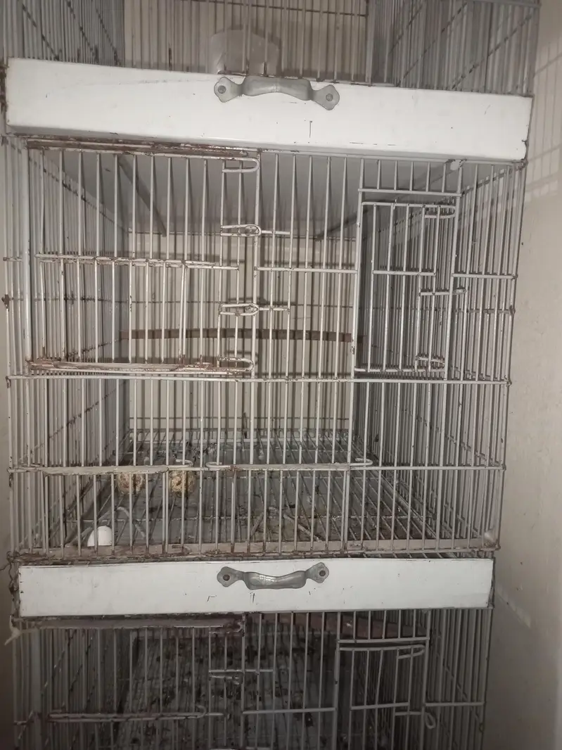 cages — photo 2