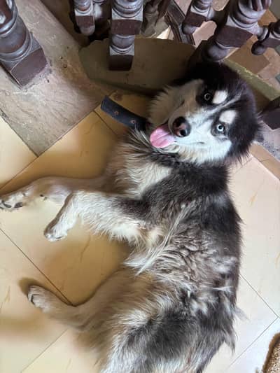 siberian husky