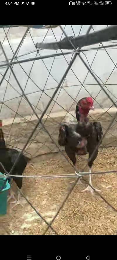 Top class ko shamo video ky Liya Whatsapp pay rapta kary 03184904235