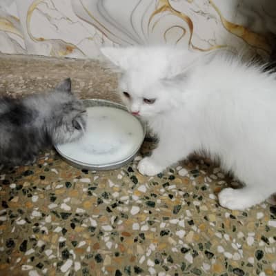 Persian grey female Persian white blue eyes light yellow male y