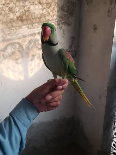 raw male