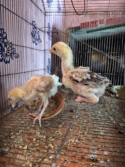 Aseel chicks