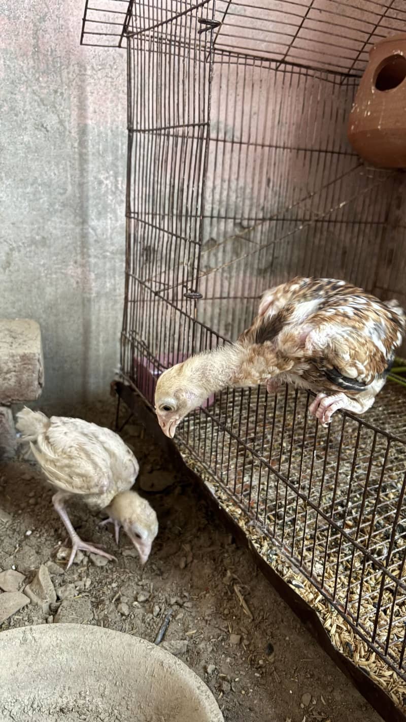Aseel chicks 1