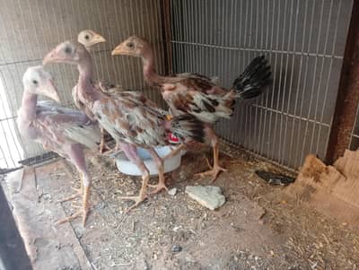 aseel Chicks