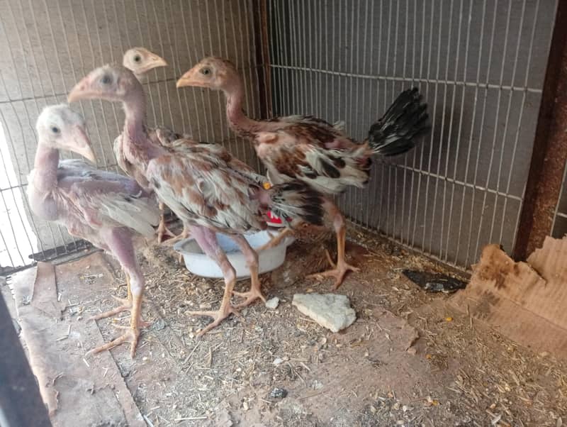 aseel Chicks 0
