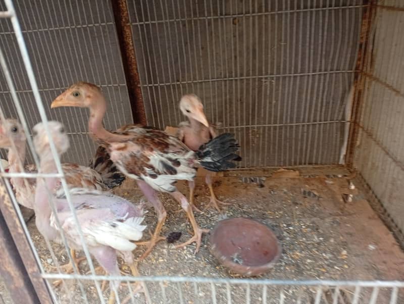 aseel Chicks 1