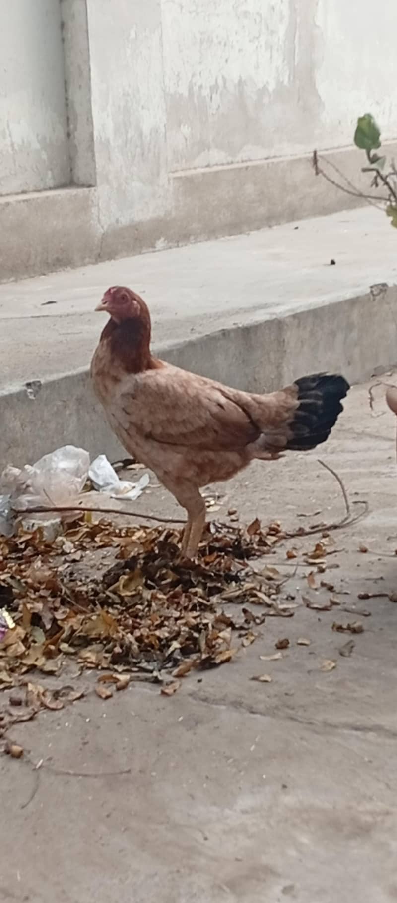 aseel Chicks 2
