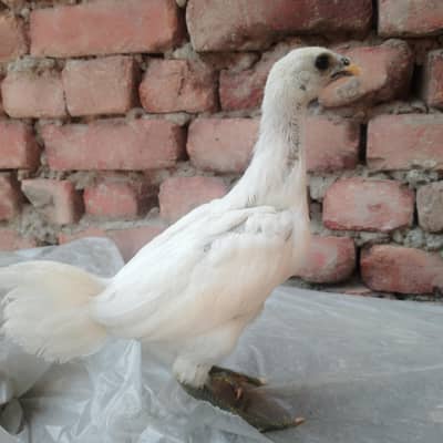white  dragon top quality ice blue female aseel Pakistani madi