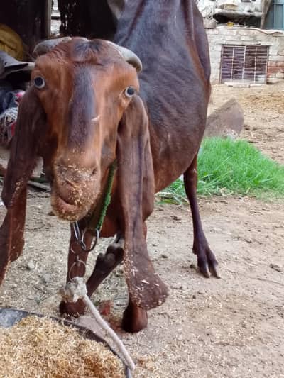 Desi Nagri Cross Female Goat ( Urgent Sale )