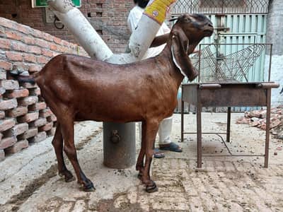 2 big size bakria for sale
