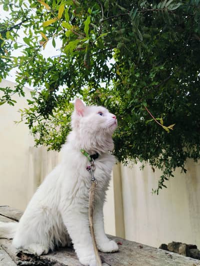 2 Cats for sell with 2 cute babies