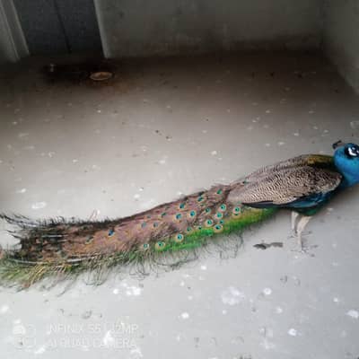 peacock seller