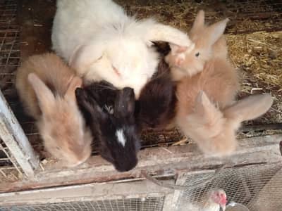 English angora loop mix breed