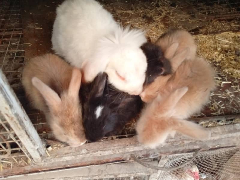 English angora loop mix breed 1