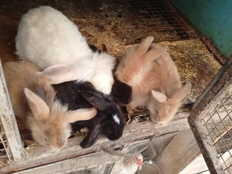 English angora loop mix breed 2