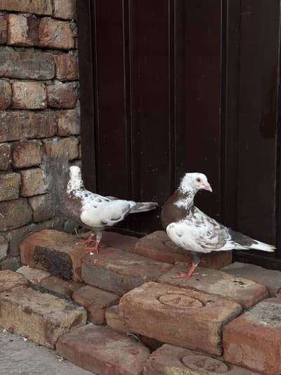 Pigeon