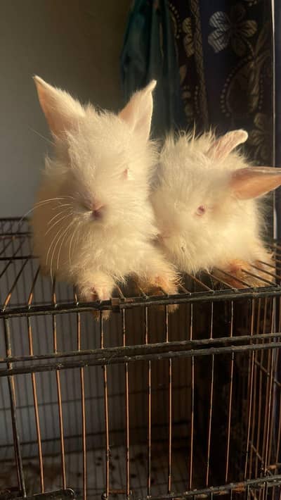 teddy bear bunny for sale