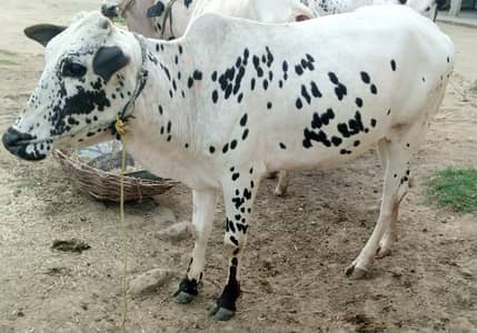 cow for sell
