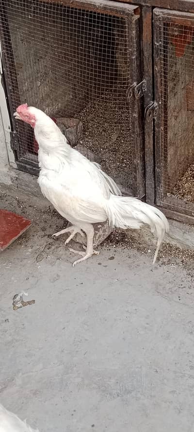 Heera aseel