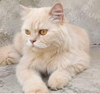 Pure Persian Female Cat  Vaccinated  Triple Coat  Healthy & Friendly