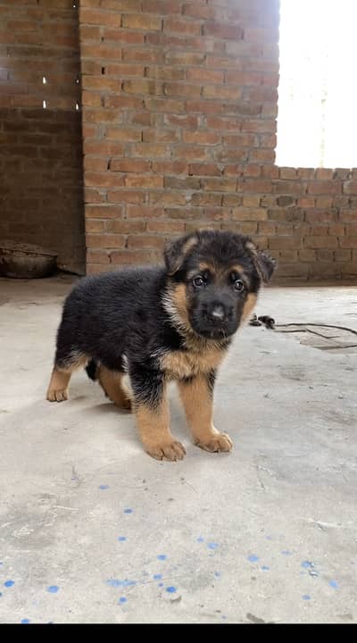 Top quality German Shepherd male puppy stock hair for sale