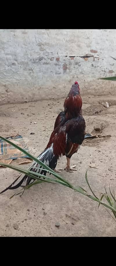 Old Blood line Amroaha