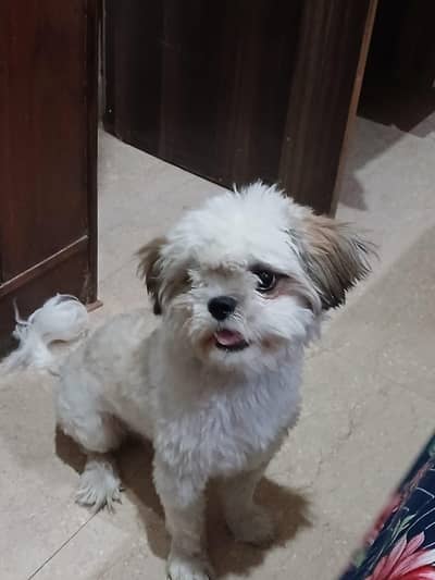 Shitzuu 10 to 12 month