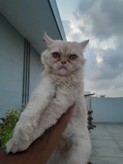 Female Persian Cat for Sale