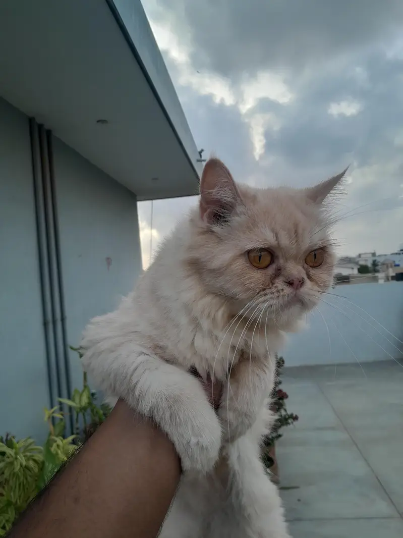 Female Persian Cat for Sale — photo 2